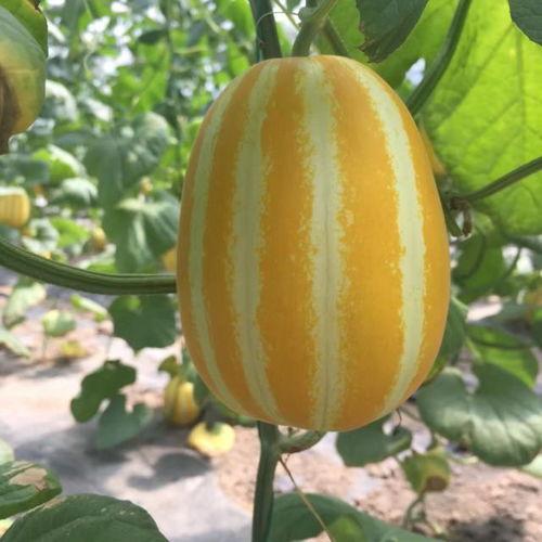 瓜哥吃瓜雷人的特效在哪