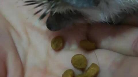 萌心瓜怎么吃,解锁美味新体验