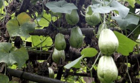 瓜茎可以吃嘛,可食用还是禁忌食材？揭秘瓜茎的食用之谜