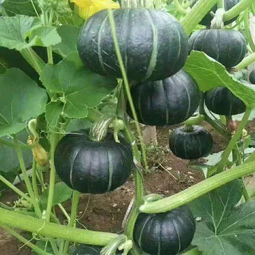 财经和南理吃瓜,揭秘校园财经圈的那些事儿