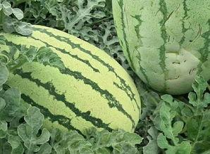 本地小水瓜怎么吃,探索本地小水瓜的多彩食法