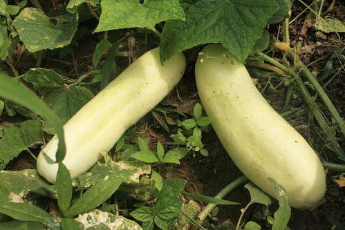 白皮梢瓜怎么吃,解锁美味新体验