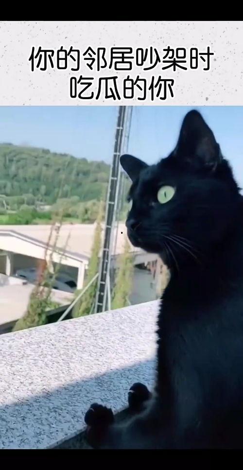 邻居吵架吃瓜配音,吃瓜群众现场直播