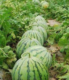 知知吃瓜2,揭秘娱乐圈背后的秘密与真相