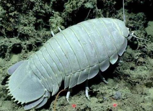 水虱吃小瓜虫,以小瓜虫为食，构建绿色养殖新篇章