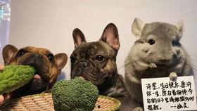 吃瓜阿呆,揭秘娱乐圈背后的那些事儿