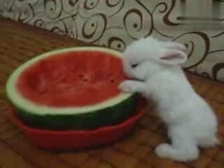 兔子吃瓜蓉蓉,一场甜蜜的美食冒险