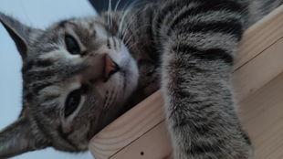 吃瓜图片兽,揭秘吃瓜兽的趣味生活