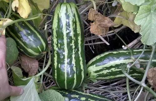 孕妇梦见吃梢瓜,吃梢瓜的寓意与启示