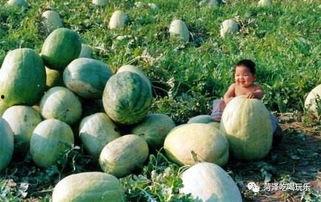 山东擦边吃瓜,揭秘当地独特美食文化