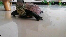 乌龟吃瓜速度,慢吞吞的“美食家”