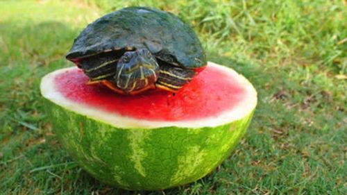 真实的吃瓜场景,一场舌尖上的狂欢盛宴