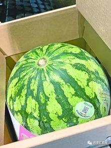 3元吃瓜,夏日炎炎解暑神器