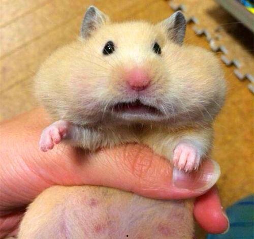 吃瓜仓鼠头像,揭秘吃瓜仓鼠的趣味生活