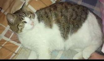 猫吃瓜拉肚子,揭秘瓜果对猫咪肠胃的影响