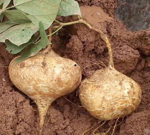 风湿可以吃土瓜吗,天然食材的健康选择