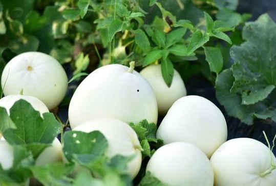 夏天吃小白瓜,小白瓜的养生美味