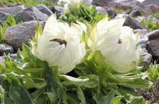 吃花蜜瓜的好处,天然甜蜜，健康益处多