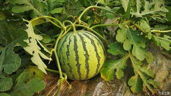 h吃瓜,h吃瓜事件背后的真相与反思